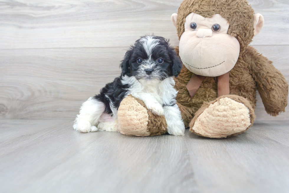 Meet Toby - our Shih Poo Puppy Photo 1/3 - Premier Pups