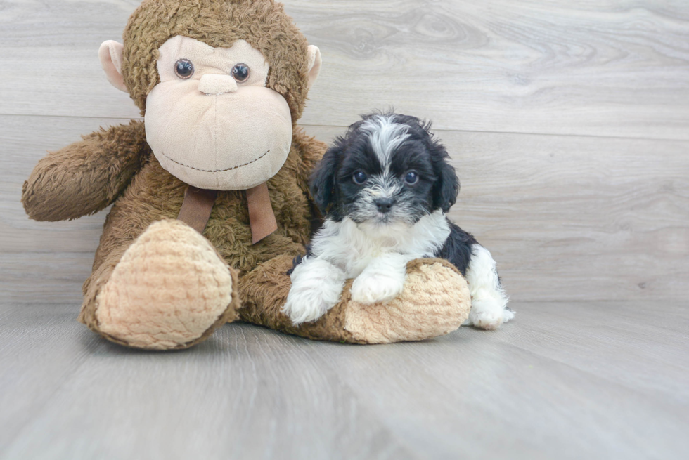 Meet Toby - our Shih Poo Puppy Photo 2/3 - Premier Pups