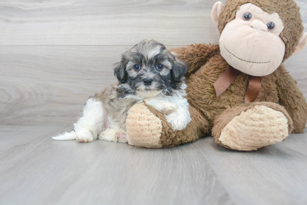 Meet Tommy - our Shih Poo Puppy Photo 2/3 - Premier Pups