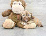 7 week old Shih Poo Puppy For Sale - Premier Pups