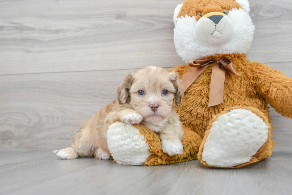 Hypoallergenic Shih Poo Poodle Mix Puppy