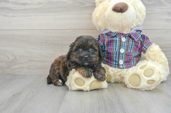 Best Shih Poo Baby