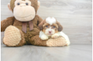 Meet Ty - our Shih Poo Puppy Photo 2/3 - Premier Pups