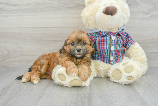 Fluffy Shih Poo Poodle Mix Pup