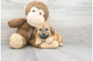 Meet Valerie - our Shih Poo Puppy Photo 2/3 - Premier Pups
