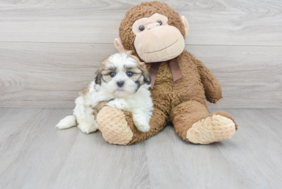 Shih Tzu Puppy for Adoption