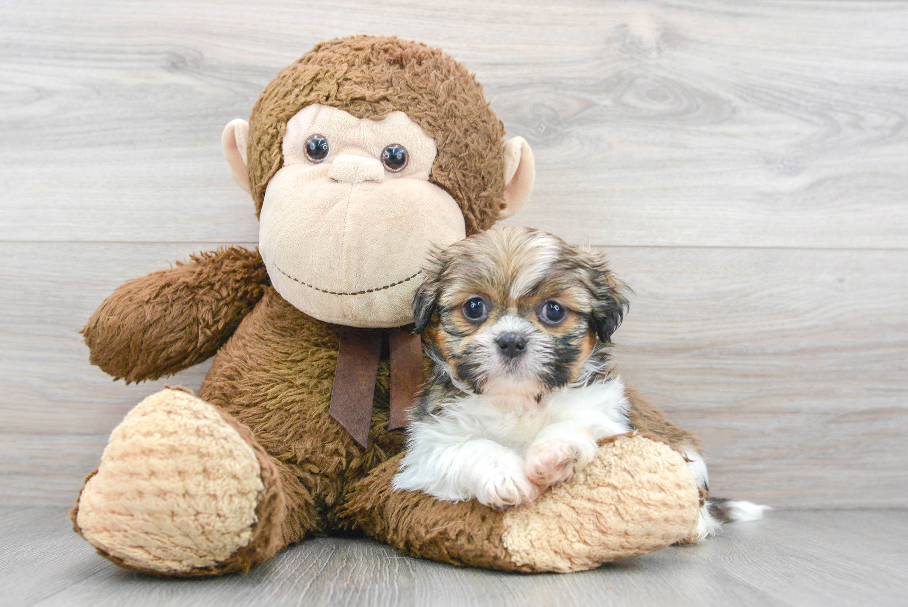 teacup dog teddy bear