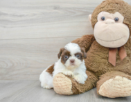 5 week old Shih Tzu Puppy For Sale - Premier Pups