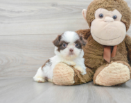 5 week old Shih Tzu Puppy For Sale - Premier Pups