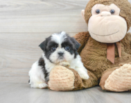 5 week old Shih Tzu Puppy For Sale - Premier Pups