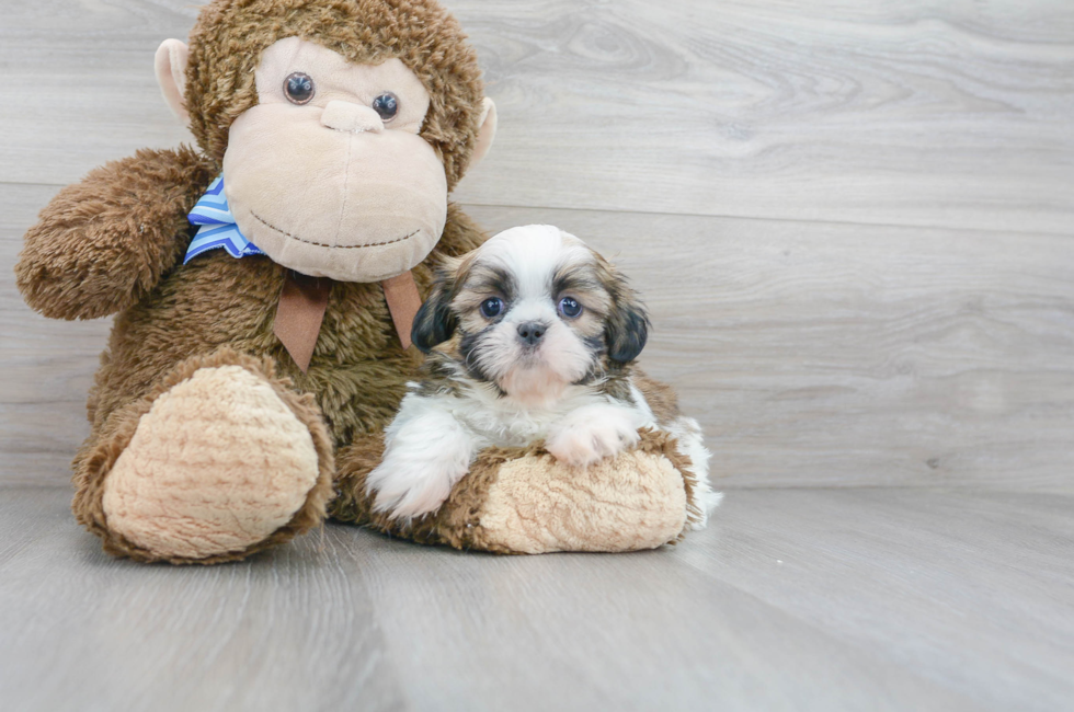 7 week old Shih Tzu Puppy For Sale - Premier Pups