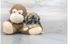 Meet Keene - our Shih Tzu Puppy Photo 1/3 - Premier Pups