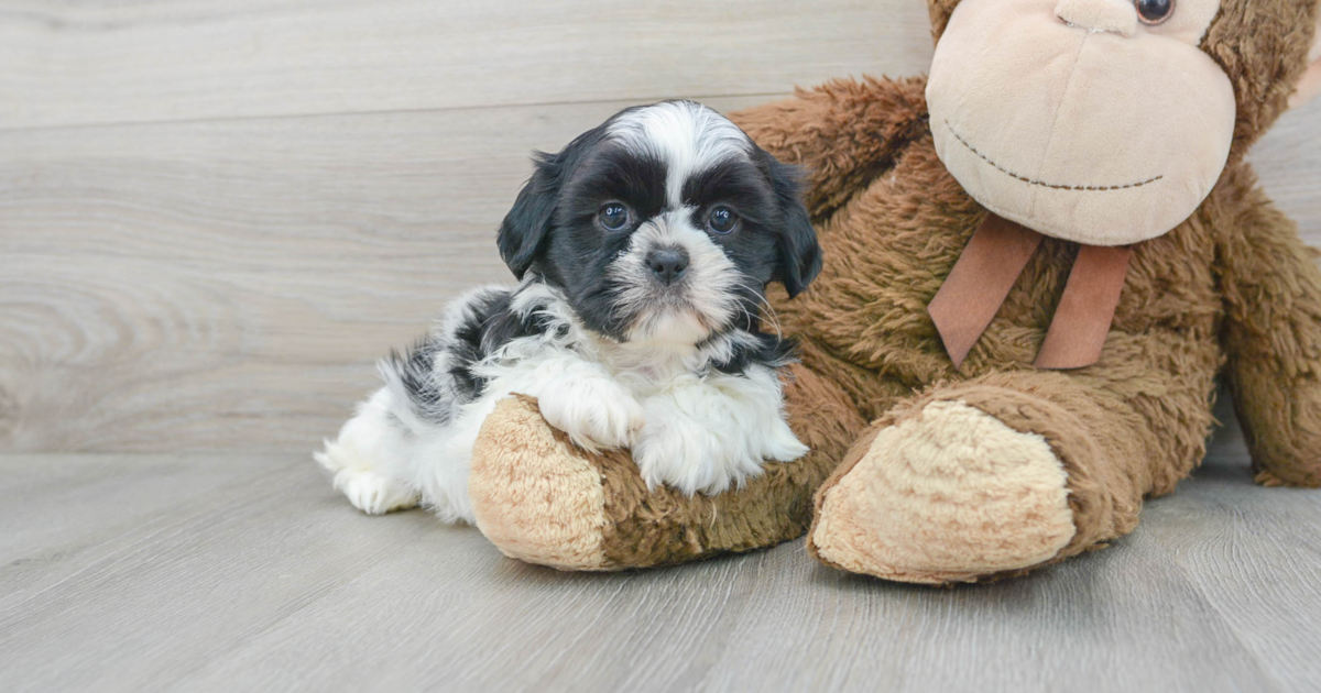 One Crazy Shih tzu by Kelly Paris