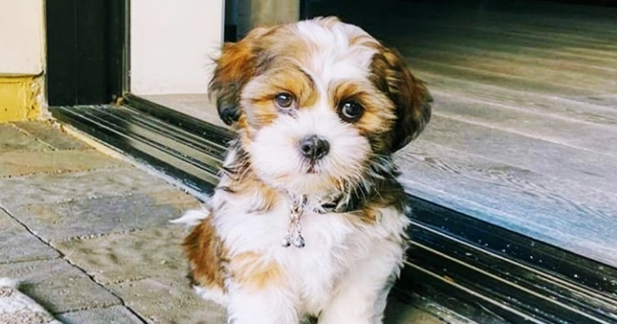 Find Shih Tzu Puppies for Sale in Bakersfield, California