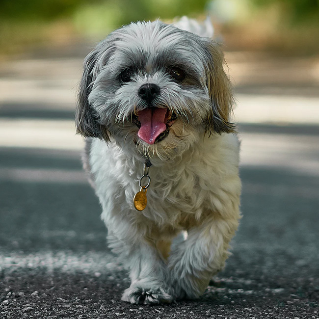 Shih tzu best sale hypoallergenic for sale