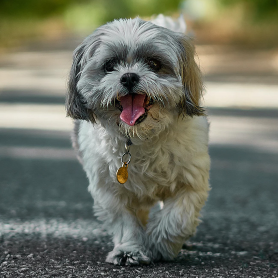 Cute Shih Tzu walking