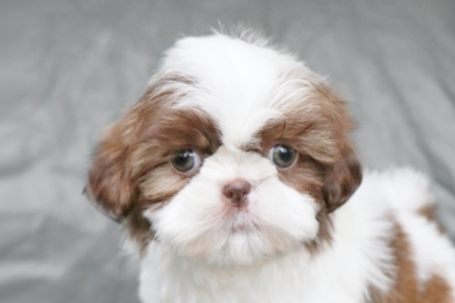 silver shih tzu puppies for sale