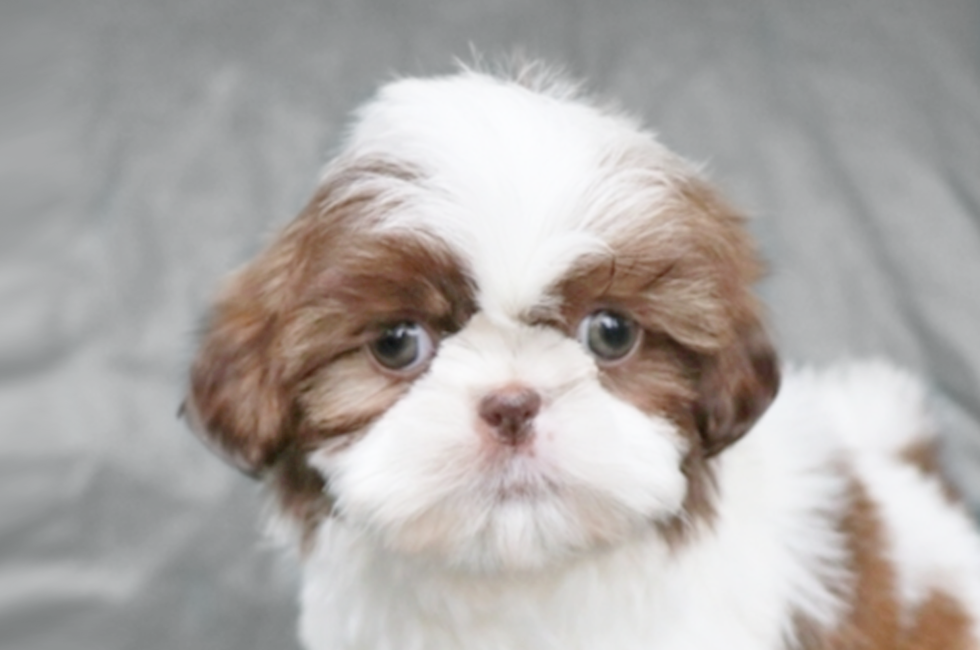 41 HQ Photos Shih Tzu Puppies For Sale In Ohio - Shih Poo Dog Female Apricot White 2667715 Petland Carriage Place