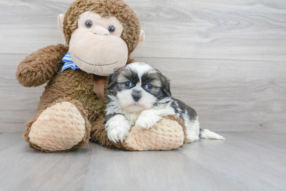 Shih Tzu Puppy for Adoption