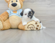 6 week old Shih Tzu Puppy For Sale - Premier Pups