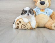 9 week old Shih Tzu Puppy For Sale - Premier Pups