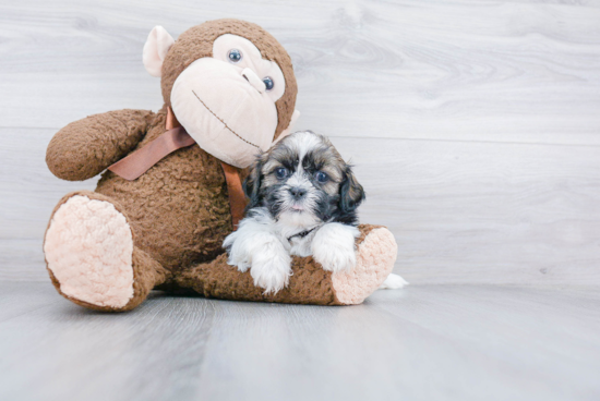 Shih Tzu Pup Being Cute