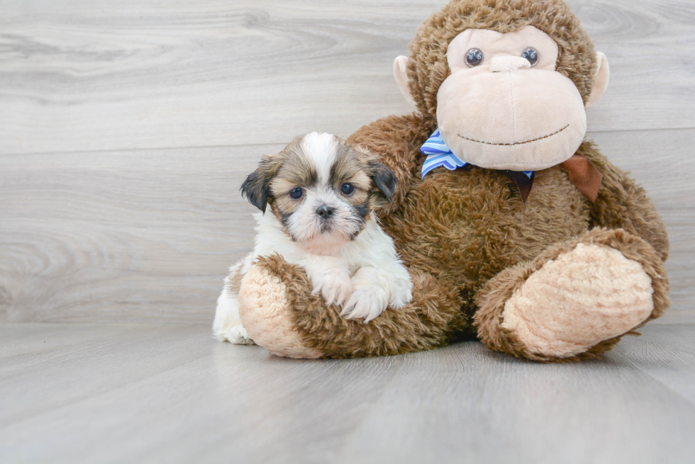 Shih Tzu Puppy for Adoption
