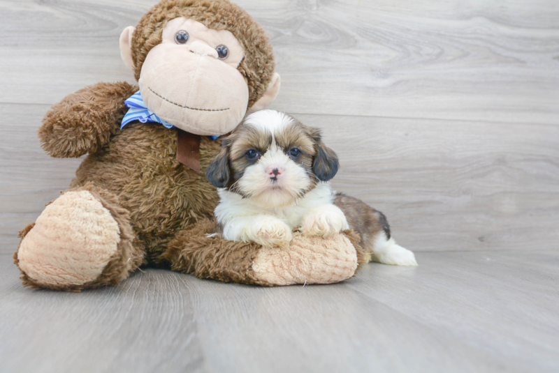 Meet Valentino - our Shih Tzu Puppy Photo 2/3 - Premier Pups