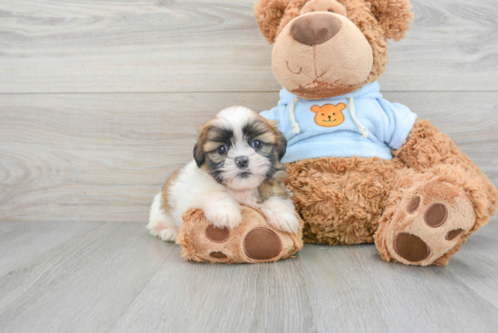 Shih Tzu Puppy for Adoption