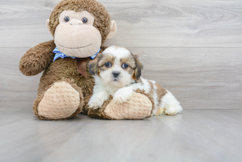 Meet Vinson - our Shih Tzu Puppy Photo 1/3 - Premier Pups