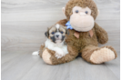 Meet Vito - our Shih Tzu Puppy Photo 2/3 - Premier Pups