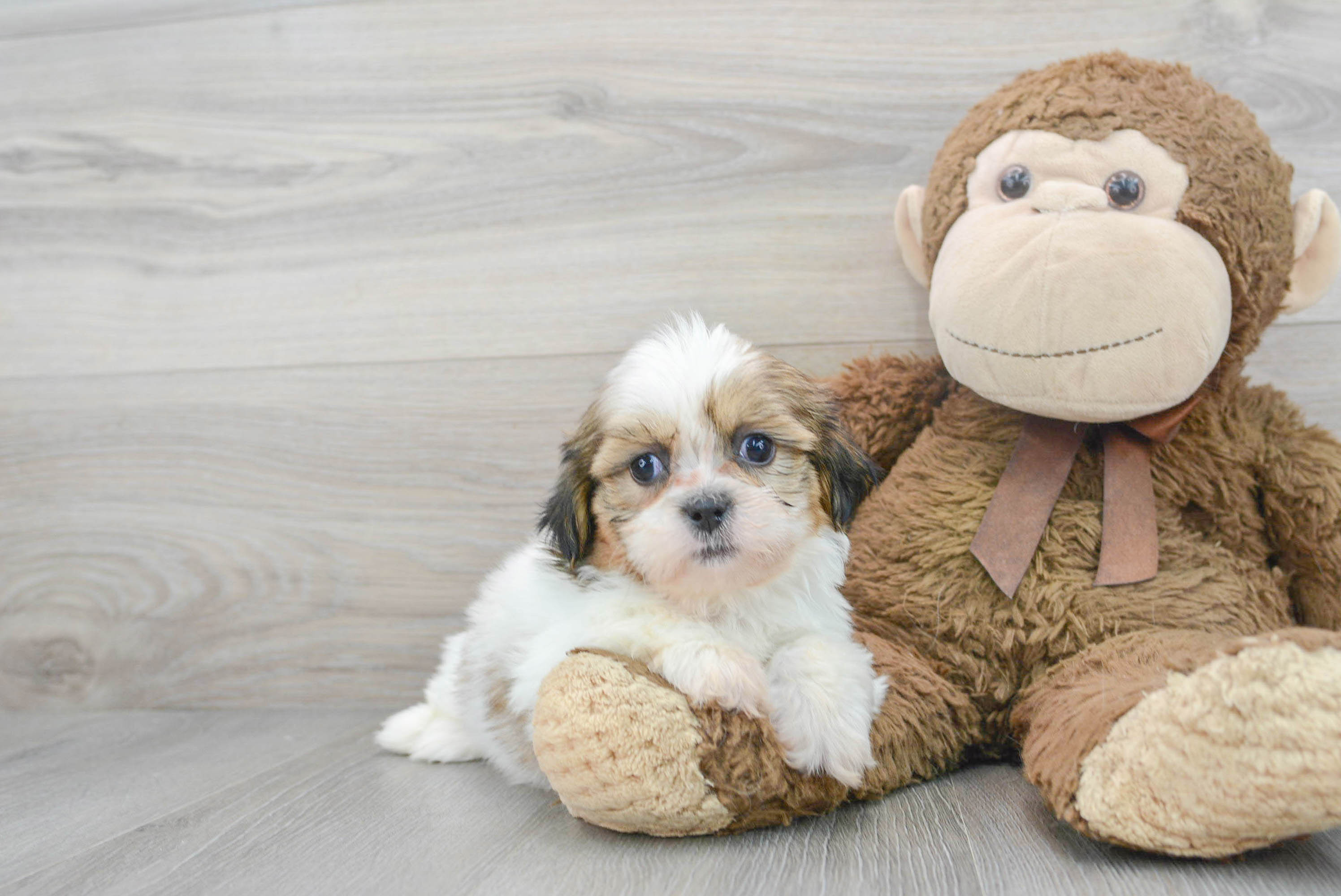 toy shih tzu for sale