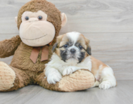 5 week old Shih Tzu Puppy For Sale - Premier Pups