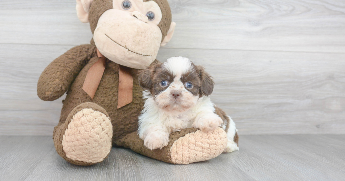 Small Shih Tzu Xavier: 3lb 1oz Purebred Puppy