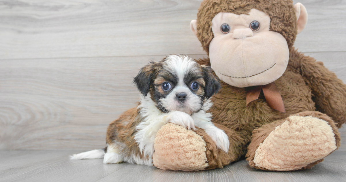 Energetic Shih Tzu Xavier: 2lb 4oz Purebred Puppy