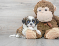 7 week old Shih Tzu Puppy For Sale - Premier Pups