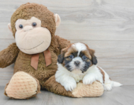 5 week old Shih Tzu Puppy For Sale - Premier Pups