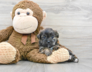 6 week old Shorkie Puppy For Sale - Premier Pups