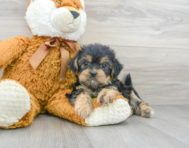 6 week old Shorkie Puppy For Sale - Premier Pups