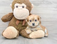 5 week old Shorkie Puppy For Sale - Premier Pups