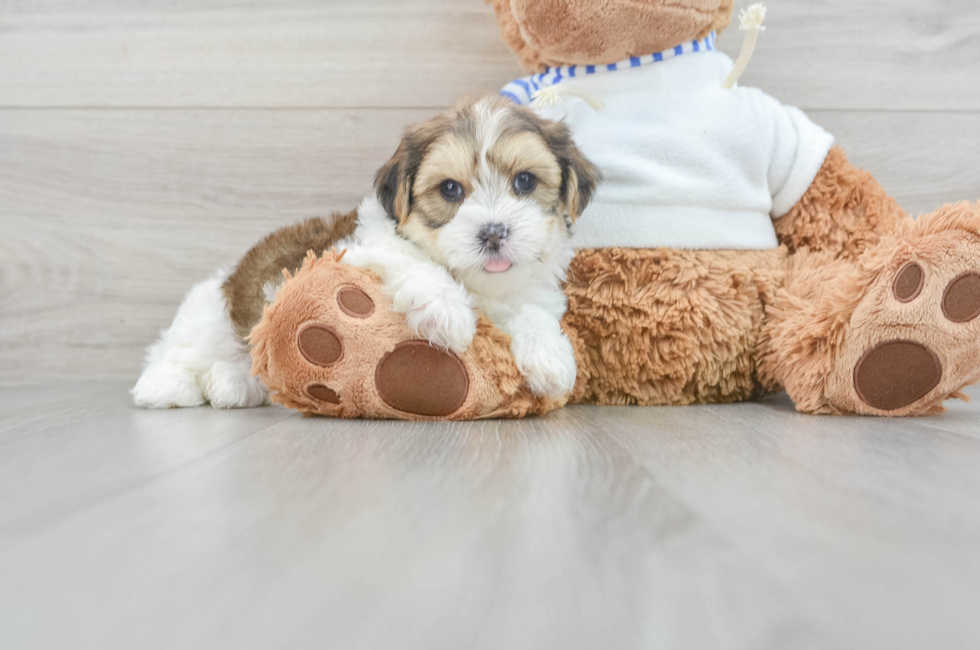 8 week old Shorkie Puppy For Sale - Premier Pups