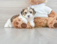 8 week old Shorkie Puppy For Sale - Premier Pups