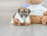 7 week old Shorkie Puppy For Sale - Premier Pups