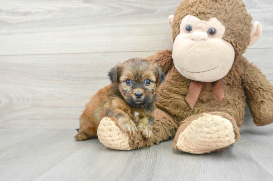 Petite Shorkie Designer Pup
