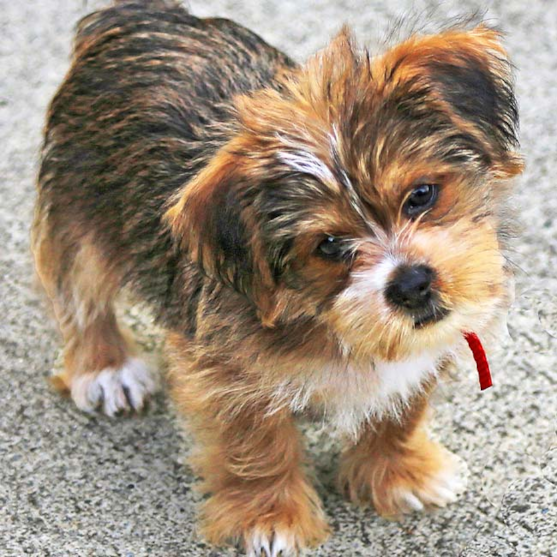 Tricolor Shorkie with white markings