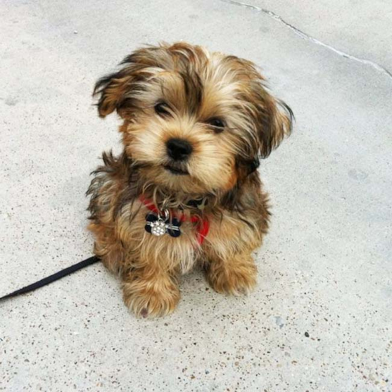 Yorkshire terrier Shih Tzu mix dog