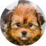 Shorkie Puppy For Sale - Premier Pups