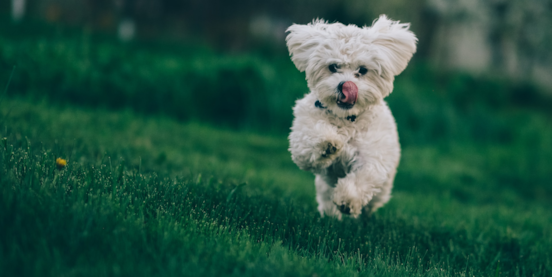 Small but Mighty: Exploring the Epic World of Toy Dog Breeds