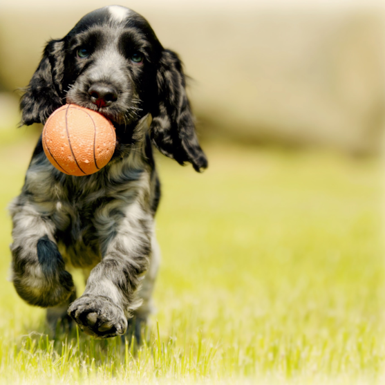 Cocker Spaniel Puppies For Sale - Premier Pups