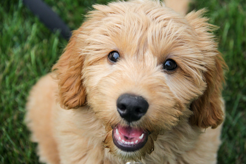 Standard, Toy & Mini: Goldendoodle Difference - Premier Pups
